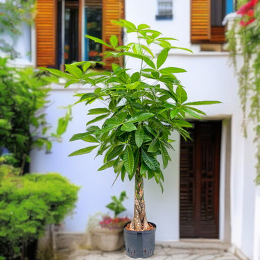Pachira plant (Money Tree, Malabar or Guiana Chestnut, French Peanut, Saba Nut)